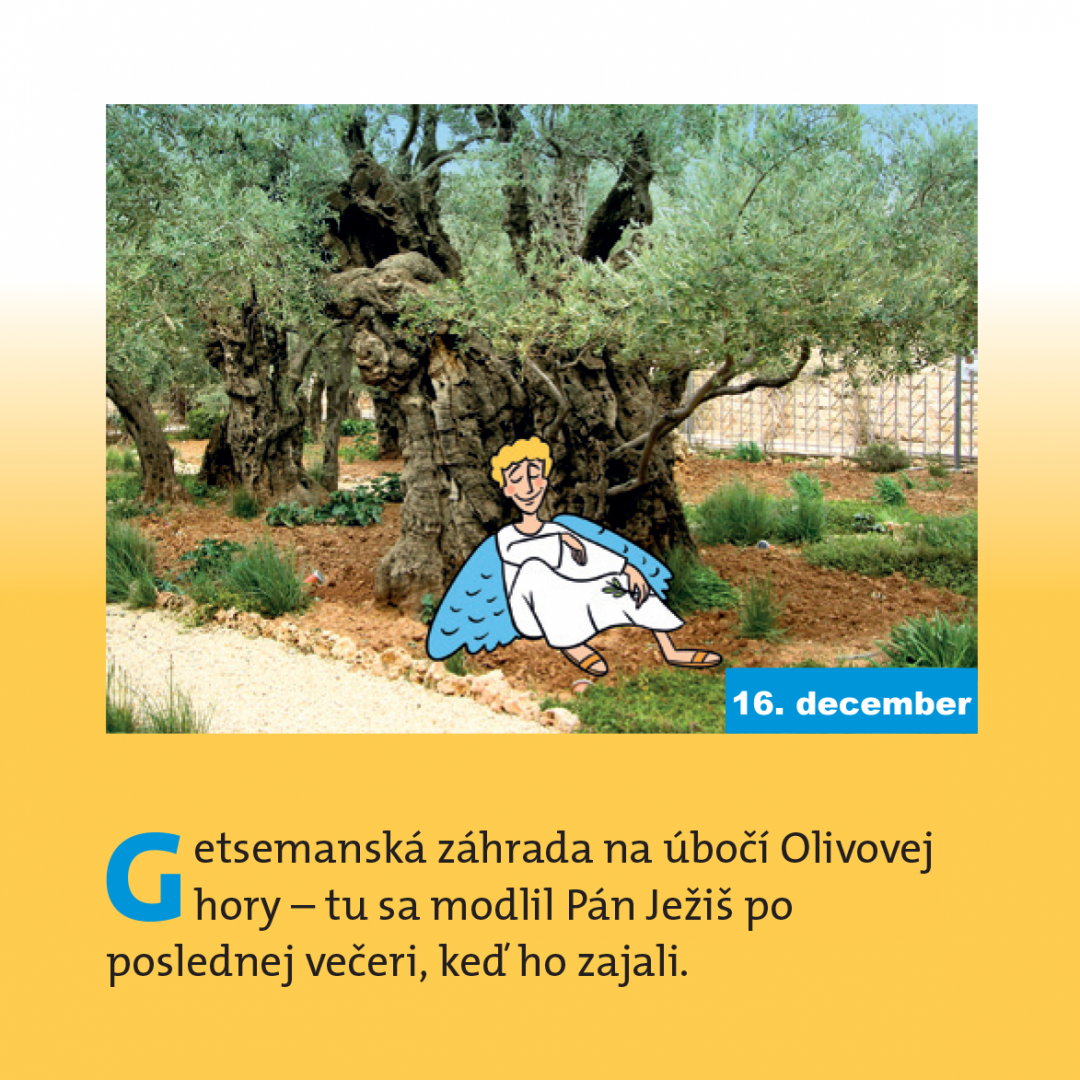 Getsemanská záhrada na úbočí Olivovej hory - tu sa modlil Pán Ježiš po poslednej večeri, keď ho zajali.
